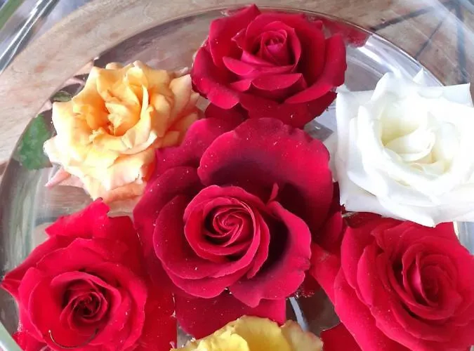 Luxury Dim Apartment